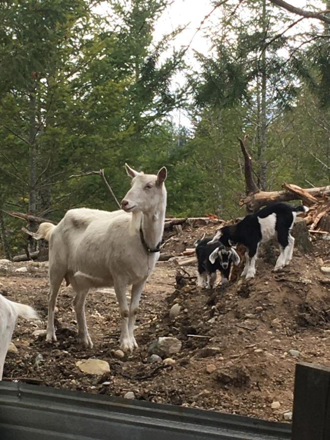 Maple Heart Ranch Shawnigan Lake Exterior foto
